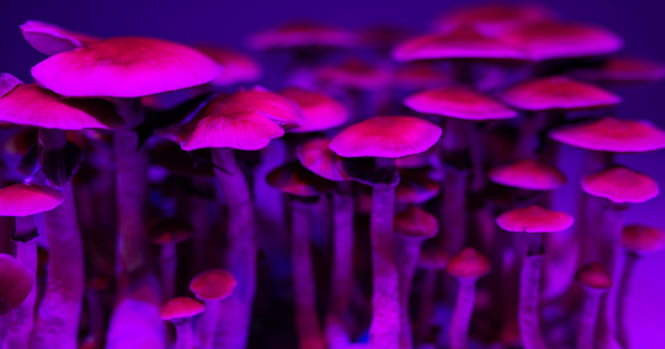 Potential Long-Term Benefits of Psilocybin Mushrooms